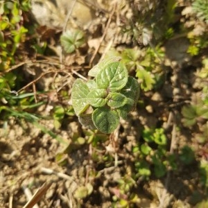 Photographie n°2276880 du taxon Mentha pulegium L. [1753]