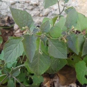 Photographie n°2276892 du taxon Solanum nigrum L. [1753]