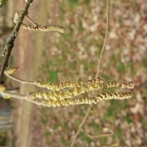 Photographie n°2276911 du taxon Corylus avellana L. [1753]