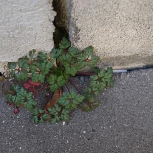 Photographie n°2276920 du taxon Geranium robertianum L. [1753]