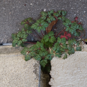 Photographie n°2276921 du taxon Geranium robertianum L. [1753]