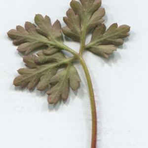 Photographie n°2276923 du taxon Geranium robertianum L. [1753]