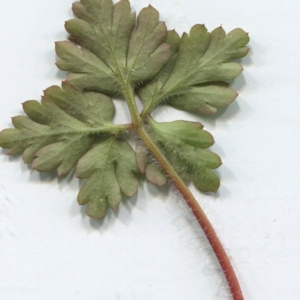 Photographie n°2276924 du taxon Geranium robertianum L. [1753]