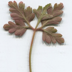 Photographie n°2276927 du taxon Geranium robertianum L. [1753]