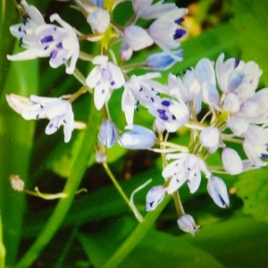 Photographie n°2276937 du taxon Hyacinthoides hispanica (Mill.) Rothm. [1944]