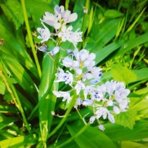 Photographie n°2276938 du taxon Hyacinthoides hispanica (Mill.) Rothm. [1944]