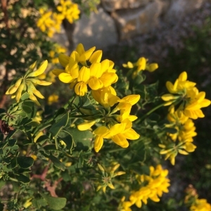 Photographie n°2276942 du taxon Coronilla valentina L. [1753]