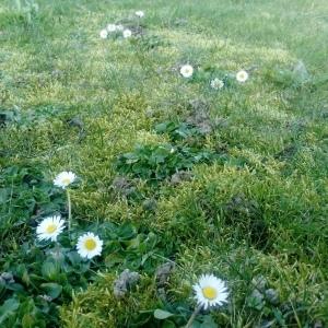 Photographie n°2276976 du taxon Bellis perennis L. [1753]