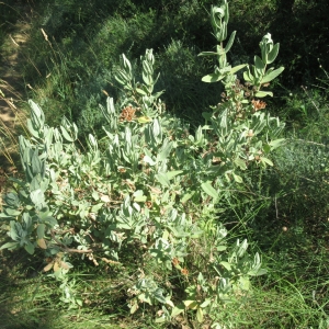 Photographie n°2276980 du taxon Cistus albidus L. [1753]