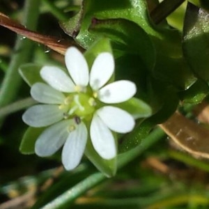 Photographie n°2276994 du taxon Stellaria media (L.) Vill.