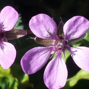 Photographie n°2276995 du taxon Erodium cicutarium (L.) L'Hér.