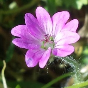 Photographie n°2277000 du taxon Geranium molle L.