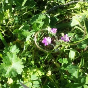 Photographie n°2277001 du taxon Geranium molle L.