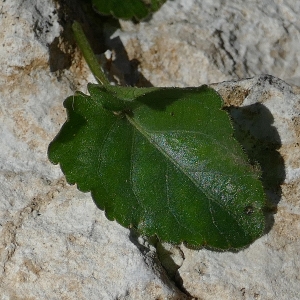 Photographie n°2277043 du taxon Viola riviniana Rchb. [1823]