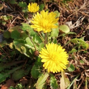 Photographie n°2277048 du taxon Crepis sancta (L.) Bornm. [1913]