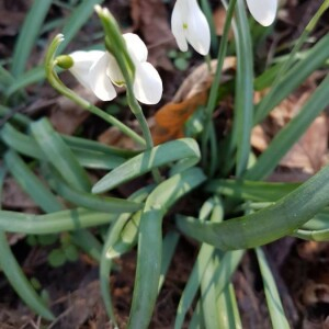 Photographie n°2277065 du taxon Galanthus nivalis L. [1753]
