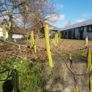 Photographie n°2277154 du taxon Corylus avellana L. [1753]