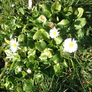 Photographie n°2277166 du taxon Bellis perennis L. [1753]