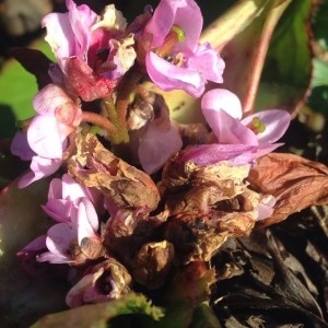 Photographie n°2277167 du taxon Bergenia crassifolia (L.) Fritsch [1889]