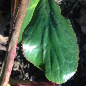 Photographie n°2277169 du taxon Bergenia crassifolia (L.) Fritsch [1889]