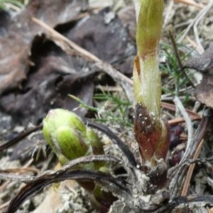 Photographie n°2277183 du taxon Tussilago farfara L. [1753]