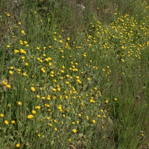 Photographie n°2277200 du taxon Calendula arvensis L. [1763]