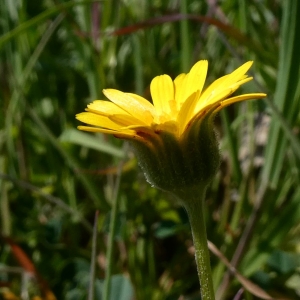 Photographie n°2277202 du taxon Calendula arvensis L. [1763]