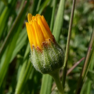 Photographie n°2277203 du taxon Calendula arvensis L. [1763]