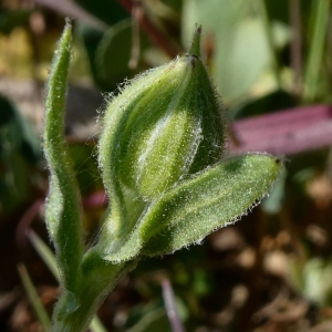 Photographie n°2277206 du taxon Calendula arvensis L. [1763]