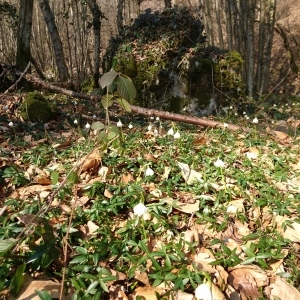 Photographie n°2277316 du taxon Leucojum vernum L. [1753]