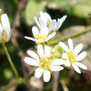 Photographie n°2277358 du taxon Draba verna L. [1753]