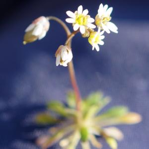 Photographie n°2277363 du taxon Draba verna L. [1753]