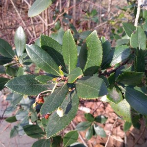 Photographie n°2277399 du taxon Arbutus unedo L. [1753]