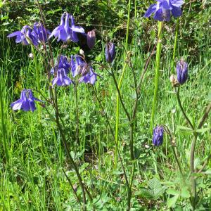 Photographie n°2277484 du taxon Aquilegia vulgaris L. [1753]