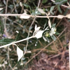 Photographie n°2277498 du taxon Teucrium fruticans L. [1753]