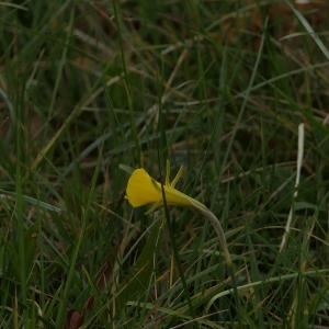 Photographie n°2277511 du taxon Narcissus bulbocodium L. [1753]
