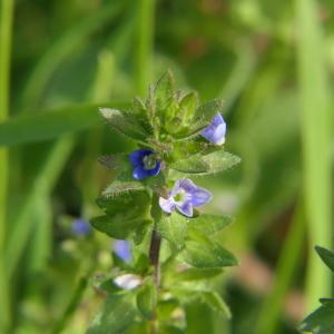 Photographie n°2277523 du taxon Veronica arvensis L. [1753]