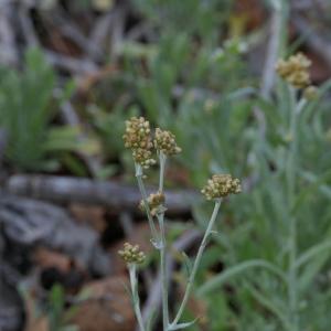 Photographie n°2277530 du taxon Gnaphalium luteoalbum L. [1753]