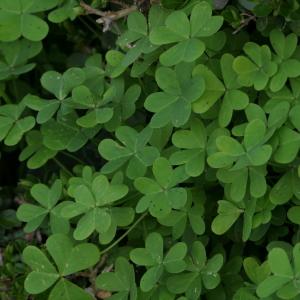 Photographie n°2277535 du taxon Oxalis pes-caprae L. [1753]