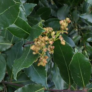 Photographie n°2277545 du taxon Laurus nobilis L. [1753]