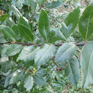 Photographie n°2277546 du taxon Laurus nobilis L. [1753]