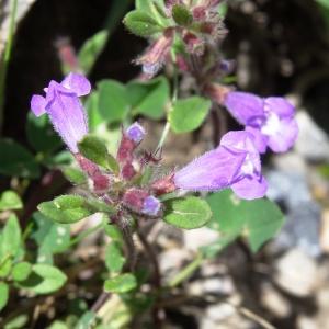 Photographie n°2277567 du taxon Clinopodium alpinum subsp. pyrenaeum (Braun-Blanq.) Govaerts [1999]