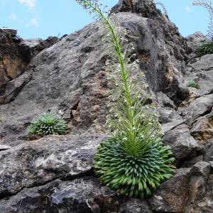 Photographie n°2277581 du taxon Saxifraga longifolia Lapeyr. [1801]