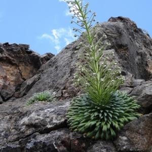 Photographie n°2277582 du taxon Saxifraga longifolia Lapeyr. [1801]