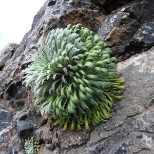 Photographie n°2277584 du taxon Saxifraga longifolia Lapeyr. [1801]