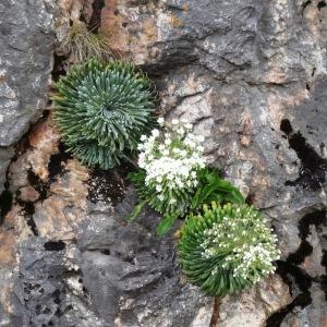 Photographie n°2277585 du taxon Saxifraga longifolia Lapeyr. [1801]