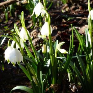 Photographie n°2277613 du taxon Leucojum vernum L. [1753]