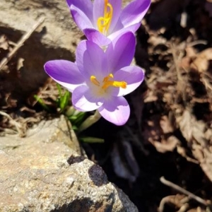 Photographie n°2277666 du taxon Crocus vernus (L.) Hill