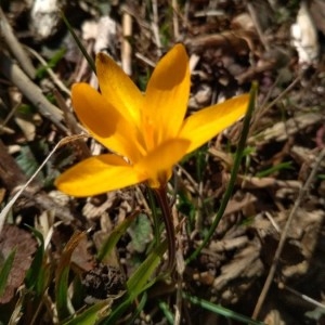 Photographie n°2277668 du taxon Crocus flavus Weston [1771]