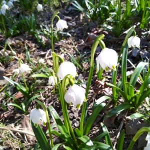 Photographie n°2277688 du taxon Leucojum vernum L. [1753]